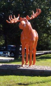 54moose2_lg