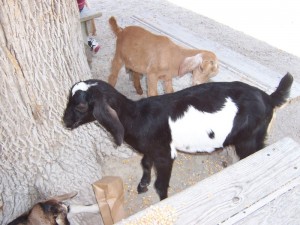 57thefarm2_800 57thefarm2_800