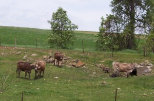 69cows1_800 69cows1_800