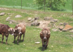 69cows2_800 69cows2_800