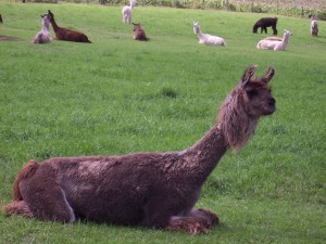alpaca_600 alpaca_600