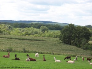 alpacavista_800 alpacavista_800