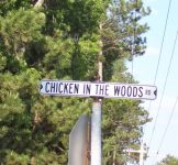 chickeninthewoods_500