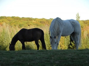 107_horsefarm01