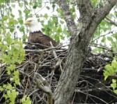 genoa_eagle_225hi