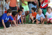 Paperfest Sawdust