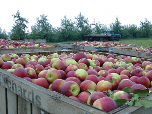Gays Mills Apple Festival