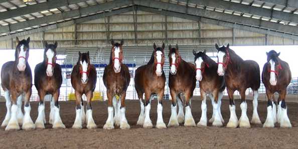 World Clydesdale Show, Madison, October 25-28, 2018
