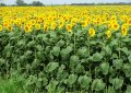 Babette's Seeds of Hope along Wisconsin Highway 85, one of the state's sunflower farms