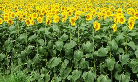 Babette's Seeds of Hope along Wisconsin Highway 85, one of the state's sunflower farms