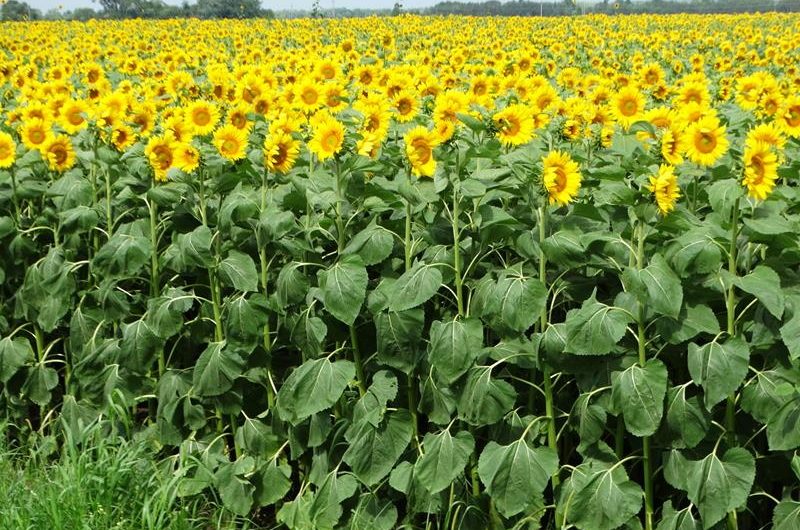 Sunflower Farms Across Wisconsin – here’s where to go frolicking to find them