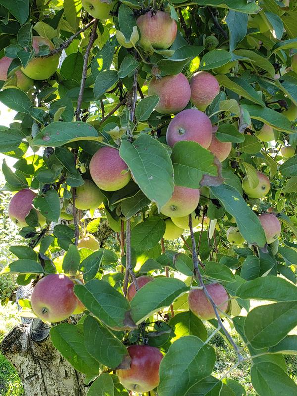 elkhorn_applebarn_apples_01 State Trunk Tour