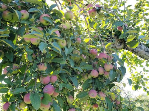 Apples ready for picking at the Apple Barn Orchard & Winery, west of Elkhorn, Wisconsin