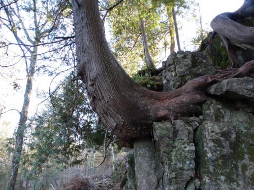 Tree rooted in the Niagara Escarpment along trails at Maribel Caves County Park, Maribel, Wisconsin