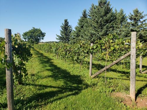 Vineyards at Rushford Meadery & Winery outside Omro, Wisconsin near Highway 21