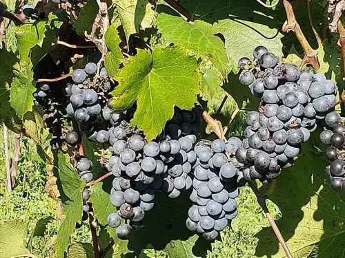 A very early look at wine, Rushford Meadery & Winery outside Omro, Wisconsin