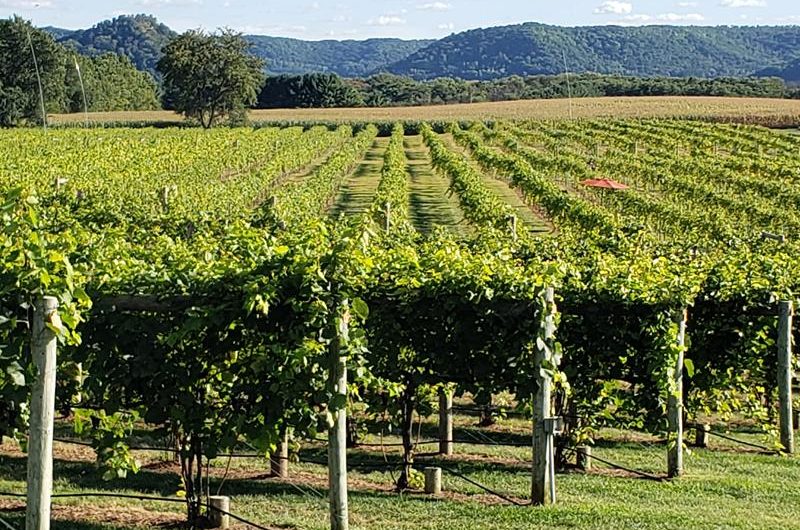 Elmaro Vineyard & Winery
