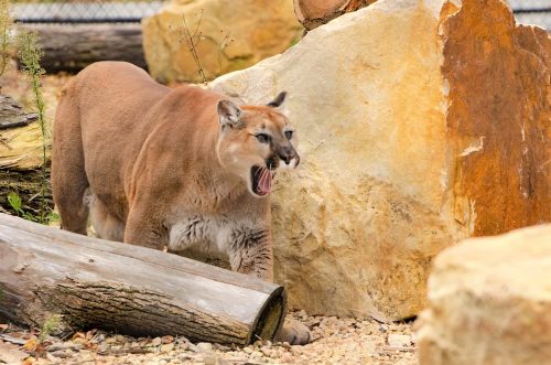 Cougar making itself known at Wildwood Zoo, Marshfield, Wisconsin