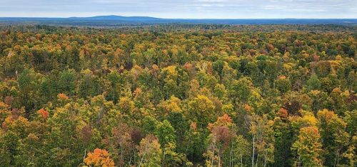 View in October from the Mountain Fire Lookout Tower, Oconto County, Wisconsin