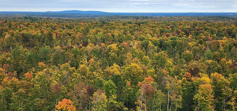View in October from the Mountain Fire Lookout Tower, Oconto County, Wisconsin