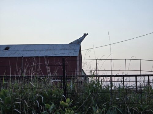 Cow ornament on a barn along Wisconsin Highway 68