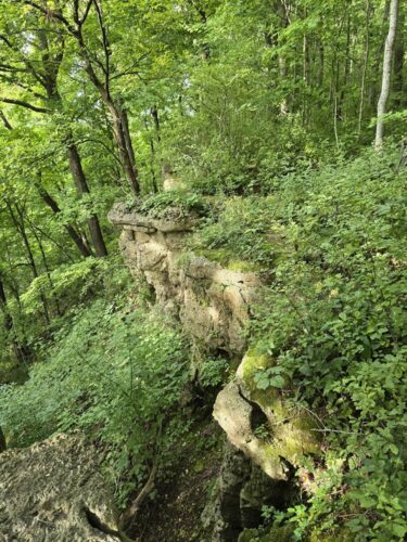 Part of the ledge and escarpment at Dodge County Ledge Park