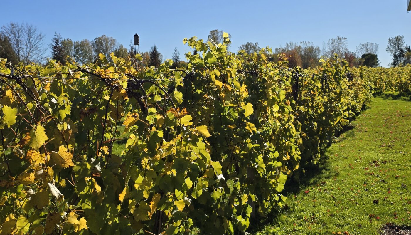 Silarian Vineyards & Winery near Cato, Wisconsin