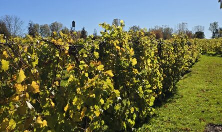 Silarian Vineyards & Winery near Cato, Wisconsin